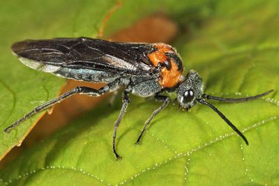 Dolerus unicolor (female)