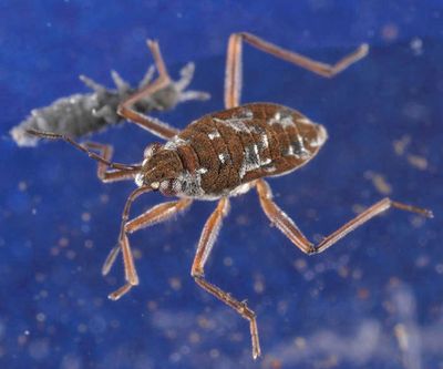Microvelia americana