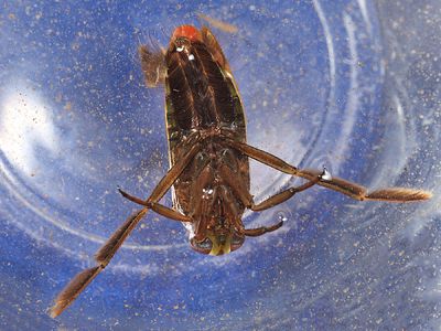 Notonecta irrorata
