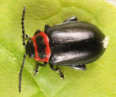 Vians Flea Beetle - Kuschelina vians