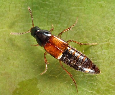 Carphacis effrenatus