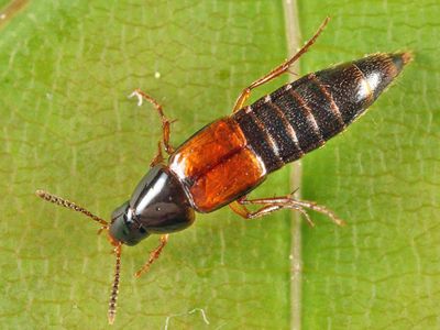 Carphacis effrenatus