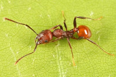Aphaenogaster tennesseensis