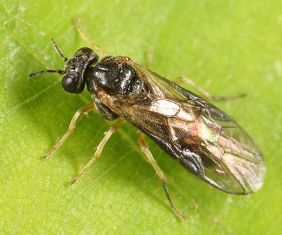Acordulecera dorsalis