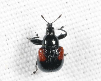 Oak Leafrolling Weevil - Synolabus bipustulatus