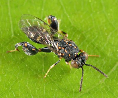 Conura sp.