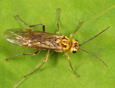 Aglaostigma quattuordecimpunctatum