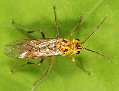 Aglaostigma quattuordecimpunctatum