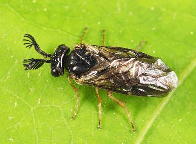Monoctenus sp.