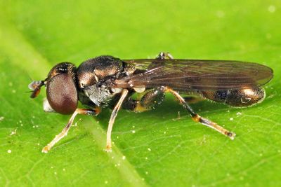 Neoascia tenur