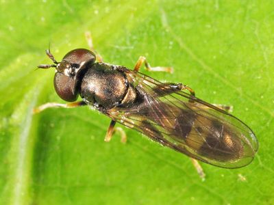 Neoascia tenur