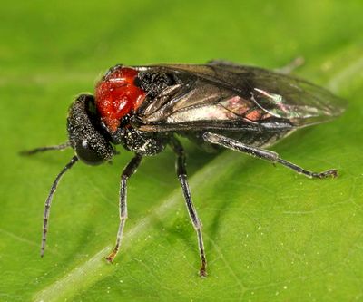 Eriocampa ovata