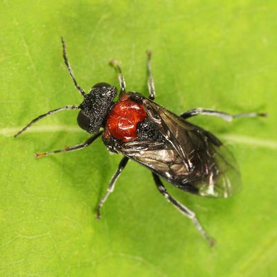 Eriocampa ovata
