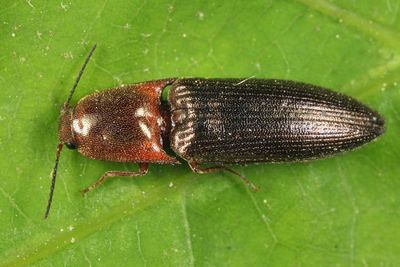 Sericus viridanus