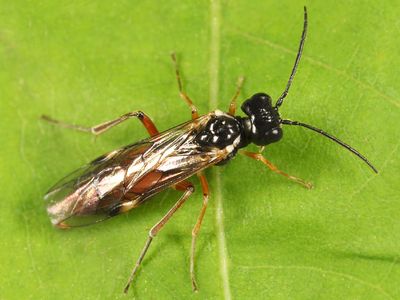 Taxonus pallicoxus