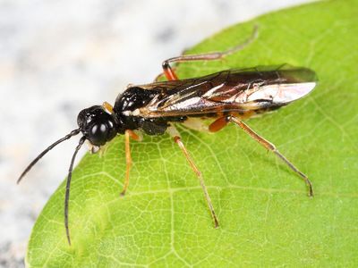 Taxonus pallicoxus