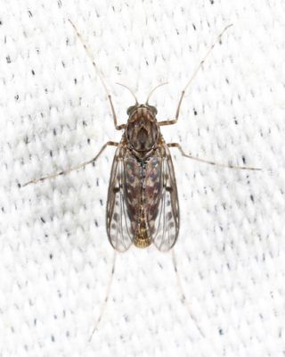 Tanypus sp.