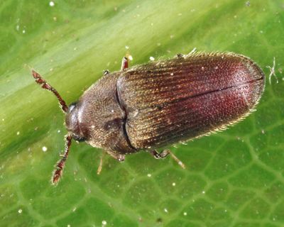 Trixagus carinicollis