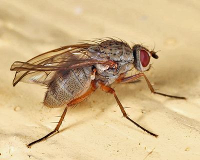 Eutrichota affinis