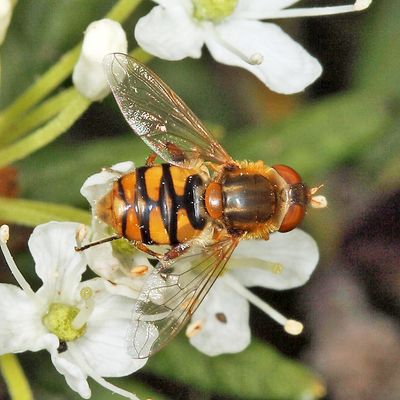 Parhelophilus obsoletus
