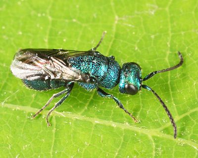 Elampus sp.