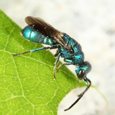 Elampus sp.