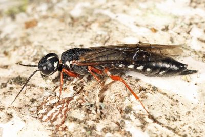 Xiphydria mellipes (female)