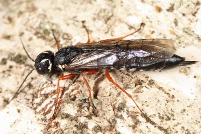 Xiphydria mellipes (female)