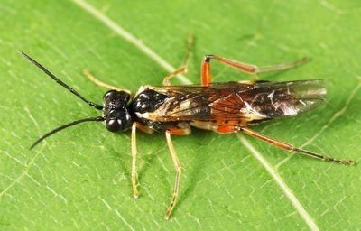 Taxonus pallicoxus