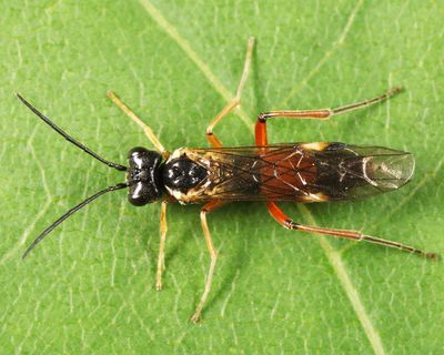 Taxonus pallicoxus