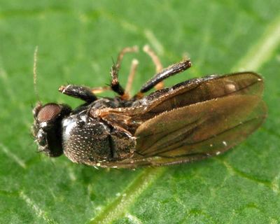 Nearcticorpus canadense