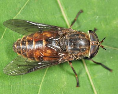 Hybomitra nuda