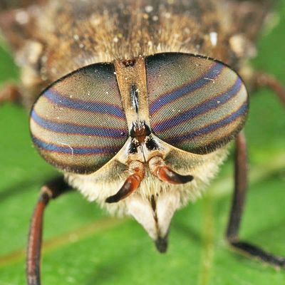 Hybomitra nuda