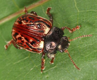 Russet Alder Leaf Beetle - Calligrapha alni