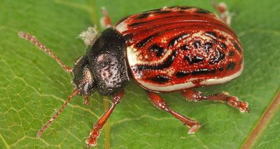 Russet Alder Leaf Beetle - Calligrapha alni