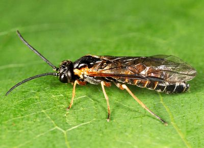 Strongylogaster impressata