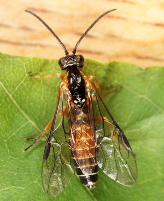 Strongylogaster impressata