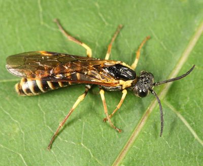 Strongylogaster multicincta