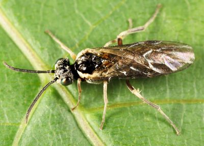 Empria maculata