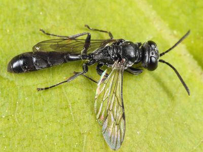 Trypoxylon frigidum