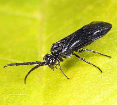 Phymatocera rusculla