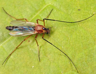 Midges - subfamily Chironominae