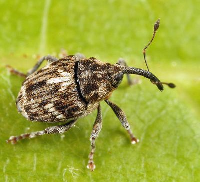 Weevils - Subfamily Ceutorhynchinae