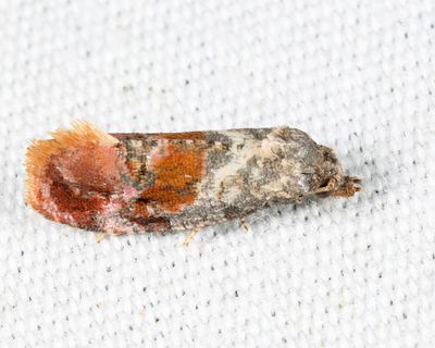 3783 - Cochylichroa viscana
