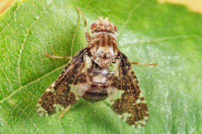 Goldenrod Gall Fly - Eurosta solidaginis