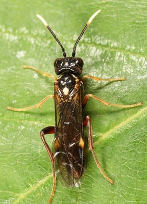 Taxonus terminalis