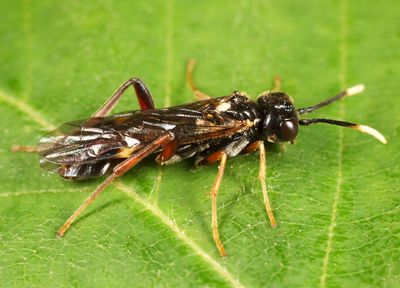 Taxonus terminalis