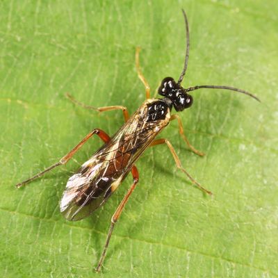 Taxonus pallicoxus