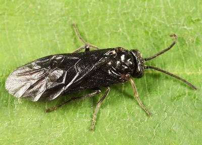 Rhadinoceraea nubilipennis