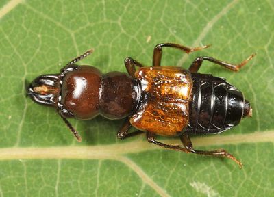Oxyporus rufipennis